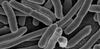 Detectan los genes de la inmunidad a Escherichia coli