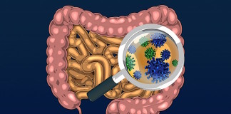 Study reveals how altered gut microbes cause obesity