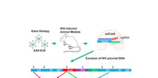CRISPR Eliminates HIV in Live Animals