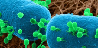 Helium ions reveal how viruses attack bacteria