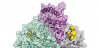 La evidencia sugiere que COVID-19 no se transmite sexualmente