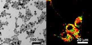 Nanocubos magnéticos para luchar contra el cáncer